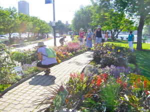 Garden Walk Buffalo, a local nonprofit organization, holds a big garden walk event in July, and is one of the local organizations that offer gardening volunteer work in the Buffalo area. Other organizations include Grassroots Gardens WNY, the Massachusetts Avenue Project or the Buffalo & Erie County Botanical Gardens.