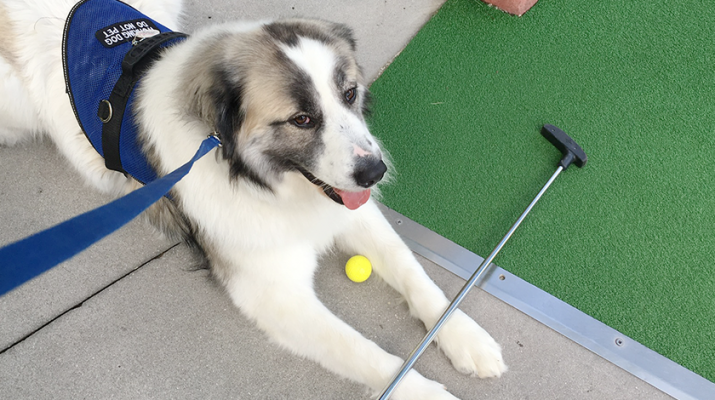 Canine Helpers for the Handicapped, Inc. provided this service dog, Kevin, to client Cindy White. 