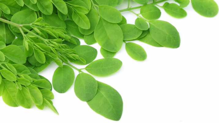 Moringa