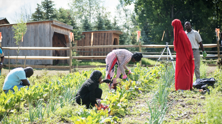 Group of Somali refugees cultivating the land in East Aurora. They grow cut flowers, tomatoes, onions, red potatoes, white potatoes, carrots, sweet peppers, hot peppers and many other vegetables.