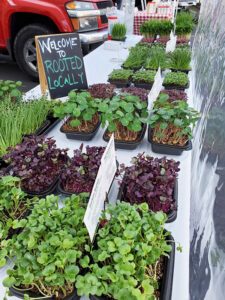 Rooted Locally plants offer a unique twist to your weekly green grocery list. They are available at Elmwood-Bidwell Market in Buffalo.
