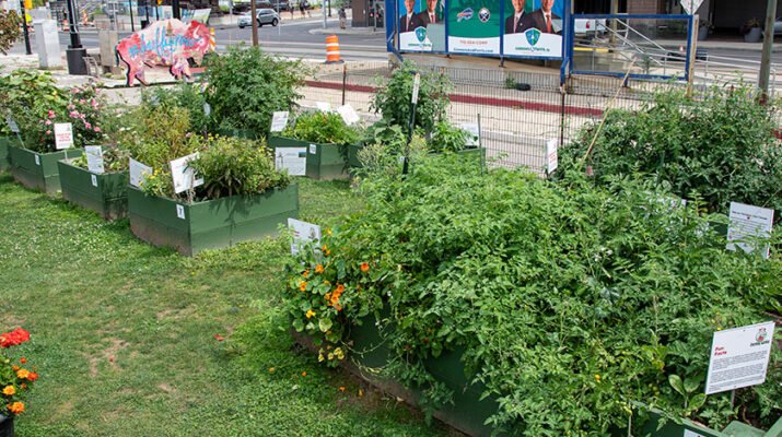 Situated in downtown Buffalo at the corner of Main and Scott streets in the shadow of the Marriott Hotel, the Learning Garden is often overlooked by passers-by. Photo courtesy of Tom Wolf Imaging